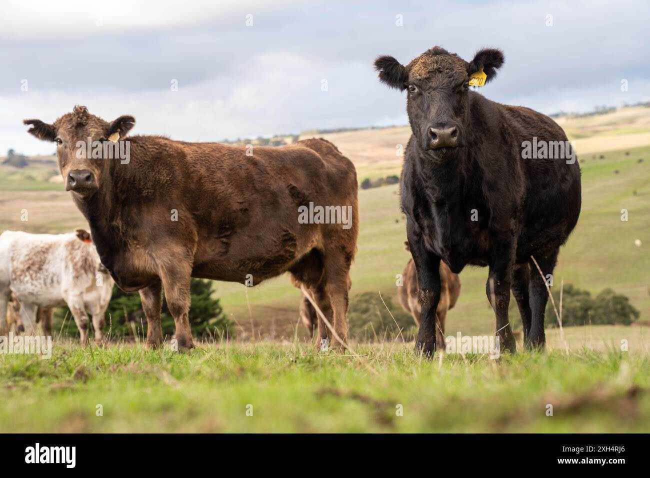 Pratiche agricole sostenibili: Migliorare gli ecosistemi, i mezzi di sussistenza e la resilienza attraverso approcci olistici e neutri dal carbonio Foto Stock