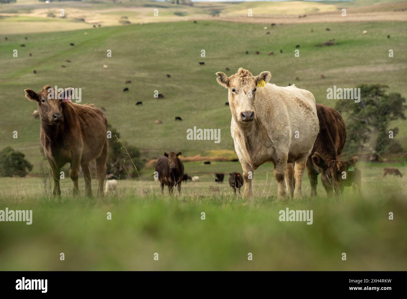Allevamento sostenibile in Australia: Pratiche rigenerative per il pascolo del bestiame nei pascoli resistenti alla siccità in australia Foto Stock