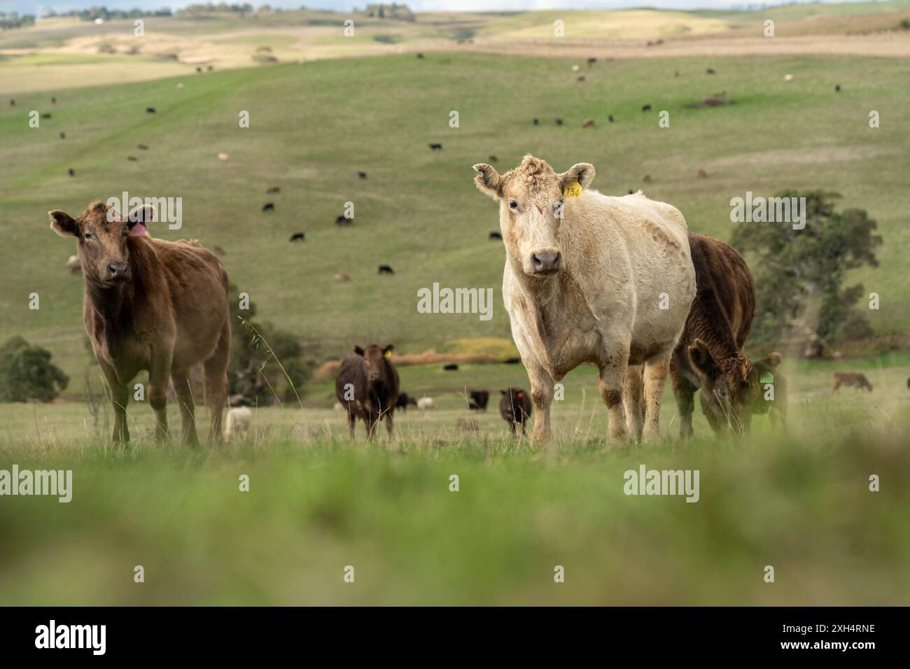 Pratiche agricole sostenibili: Migliorare gli ecosistemi, i mezzi di sussistenza e la resilienza attraverso approcci olistici e neutri dal carbonio Foto Stock