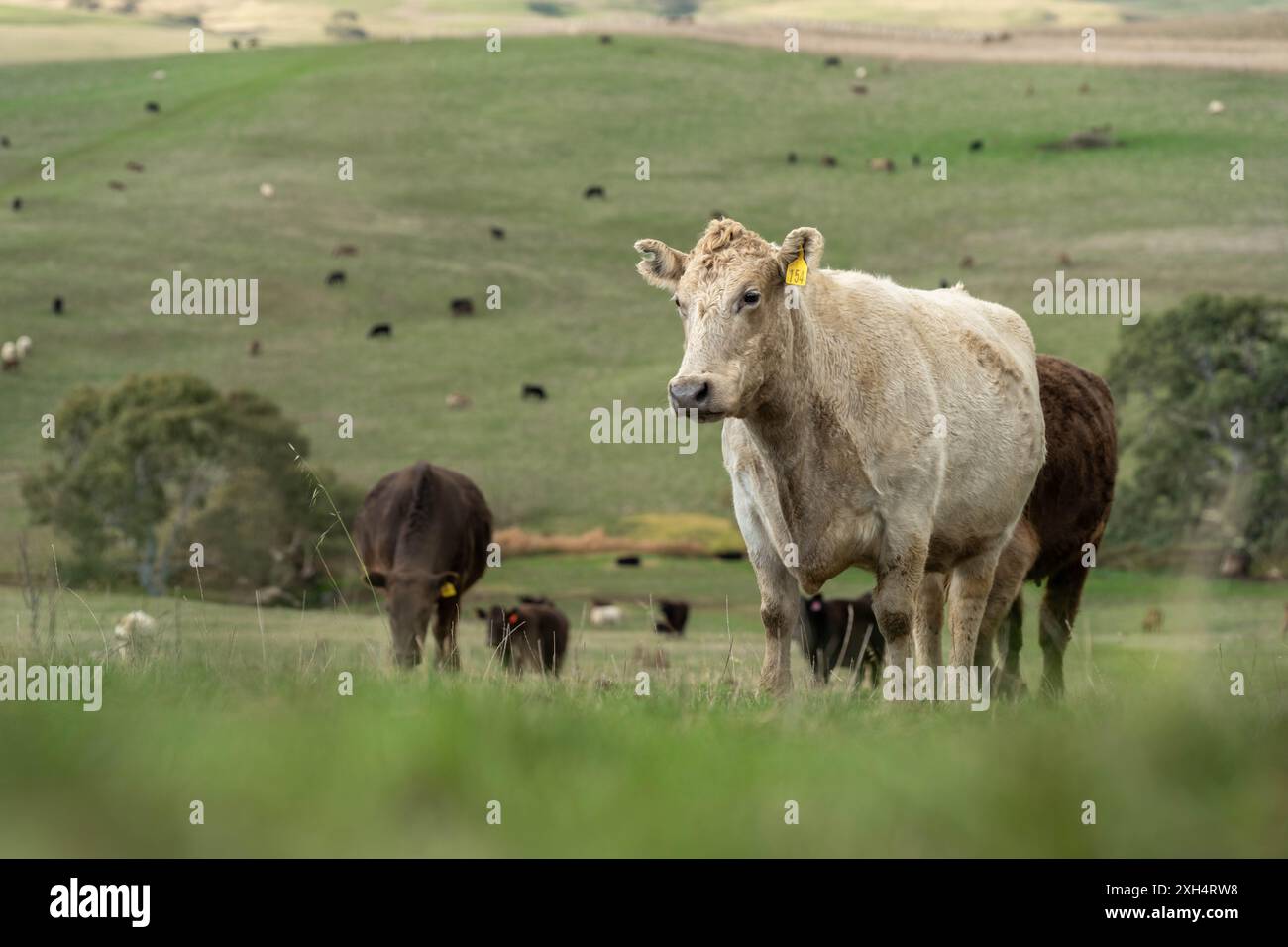 Allevamento sostenibile in Australia: Pratiche rigenerative per il pascolo del bestiame nei pascoli resistenti alla siccità in australia Foto Stock