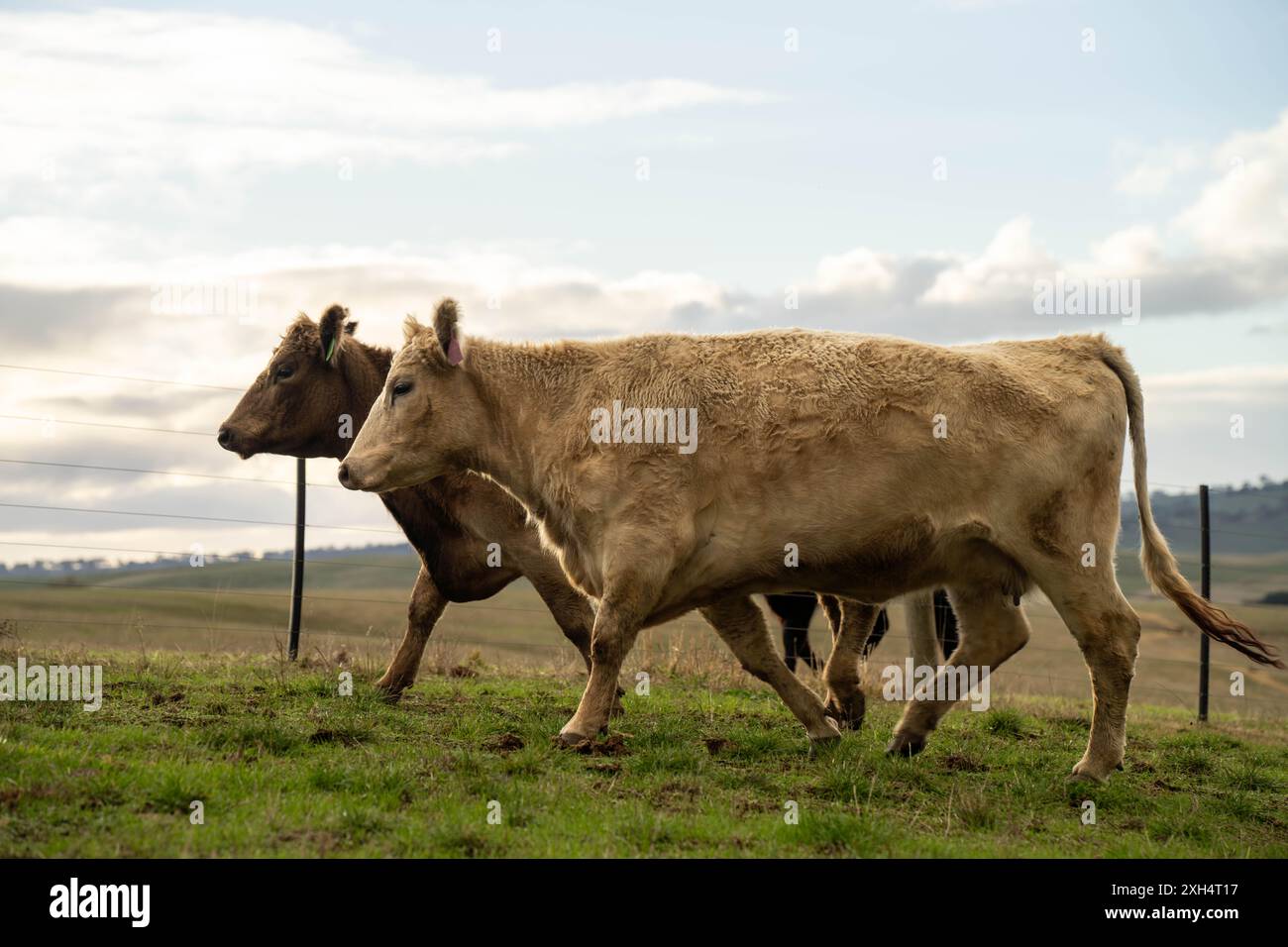Pratiche agricole sostenibili: Migliorare gli ecosistemi, i mezzi di sussistenza e la resilienza attraverso approcci olistici e neutri dal carbonio Foto Stock