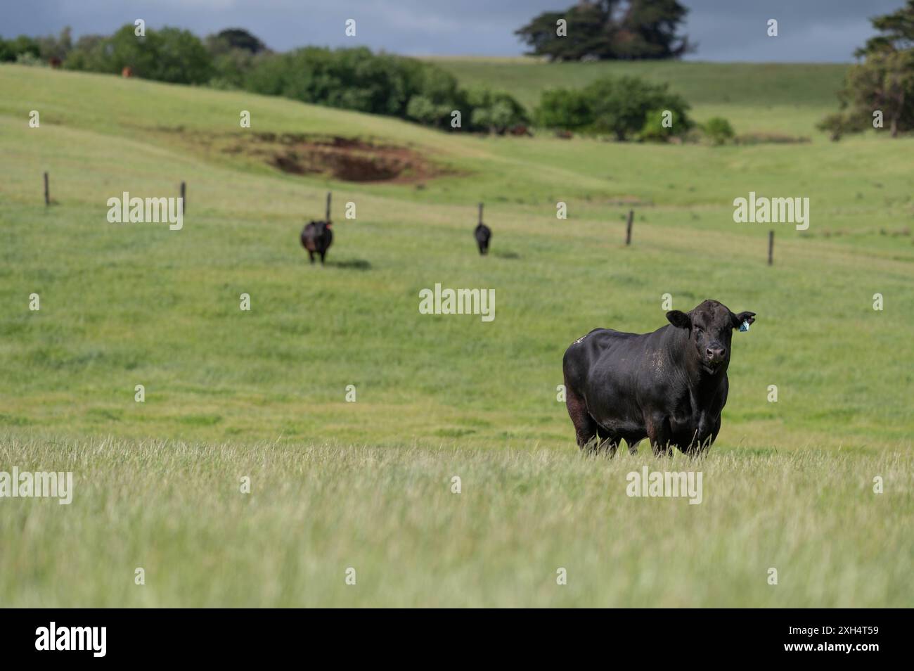 Allevamento sostenibile in Australia: Pratiche rigenerative per il pascolo del bestiame nei pascoli resistenti alla siccità in australia Foto Stock