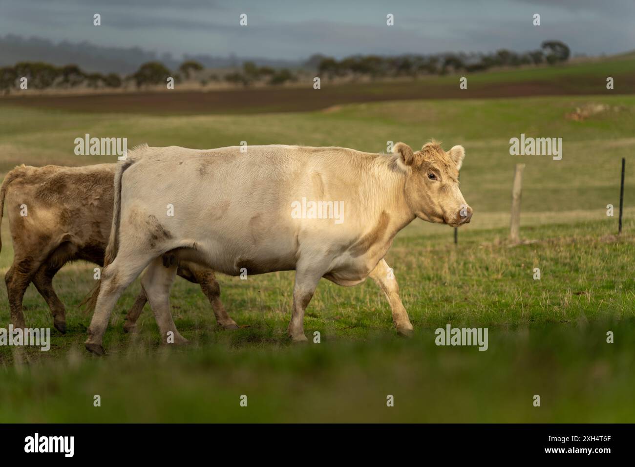 Pratiche agricole sostenibili: Migliorare gli ecosistemi, i mezzi di sussistenza e la resilienza attraverso approcci olistici e neutri dal carbonio Foto Stock