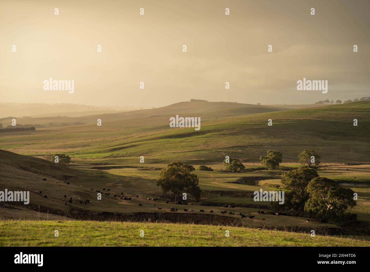 Allevamento sostenibile in Australia: Pratiche rigenerative per il pascolo del bestiame nei pascoli resistenti alla siccità in australia Foto Stock