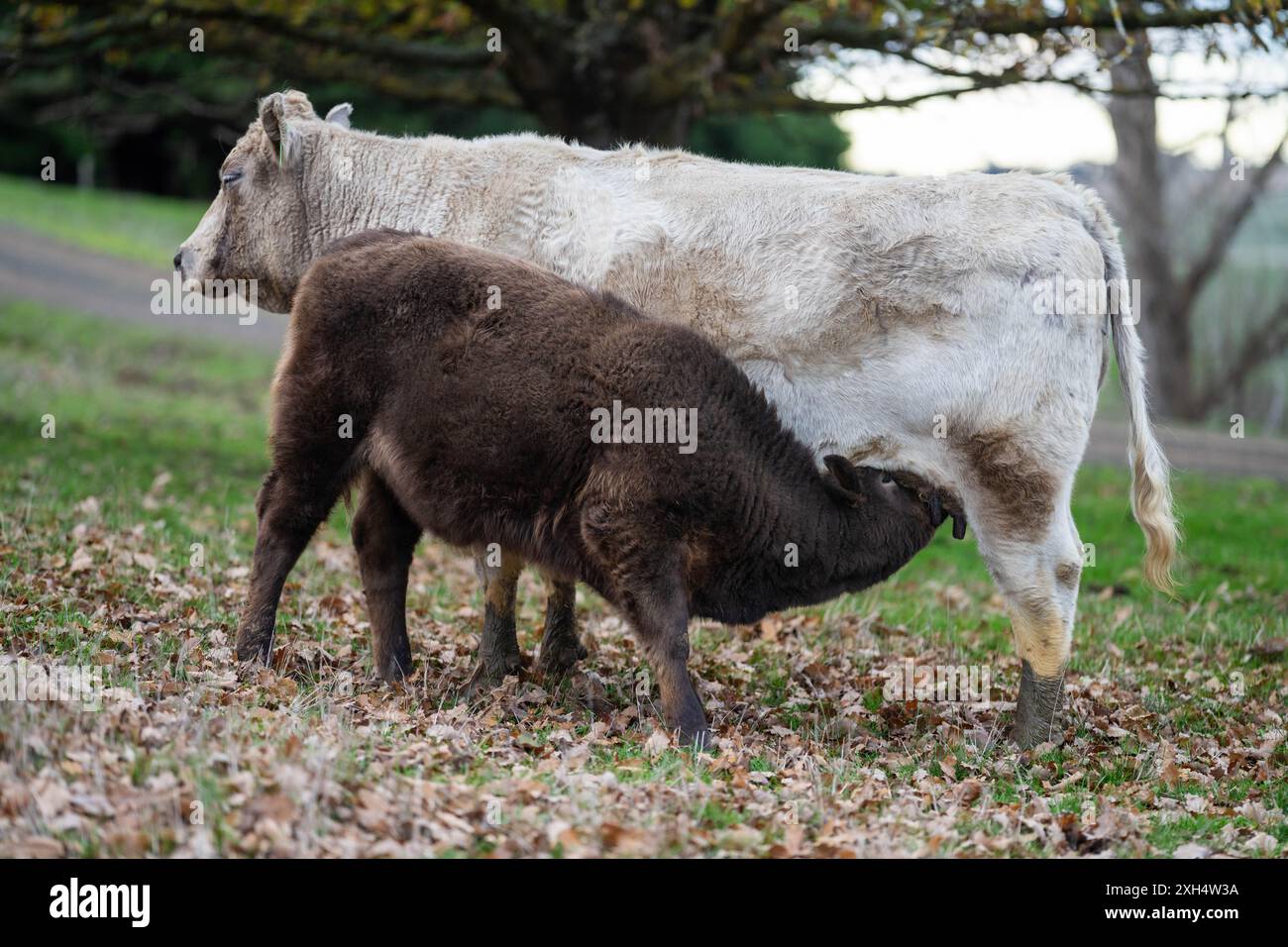 Pratiche agricole sostenibili: Migliorare gli ecosistemi, i mezzi di sussistenza e la resilienza attraverso approcci olistici e neutri dal carbonio Foto Stock