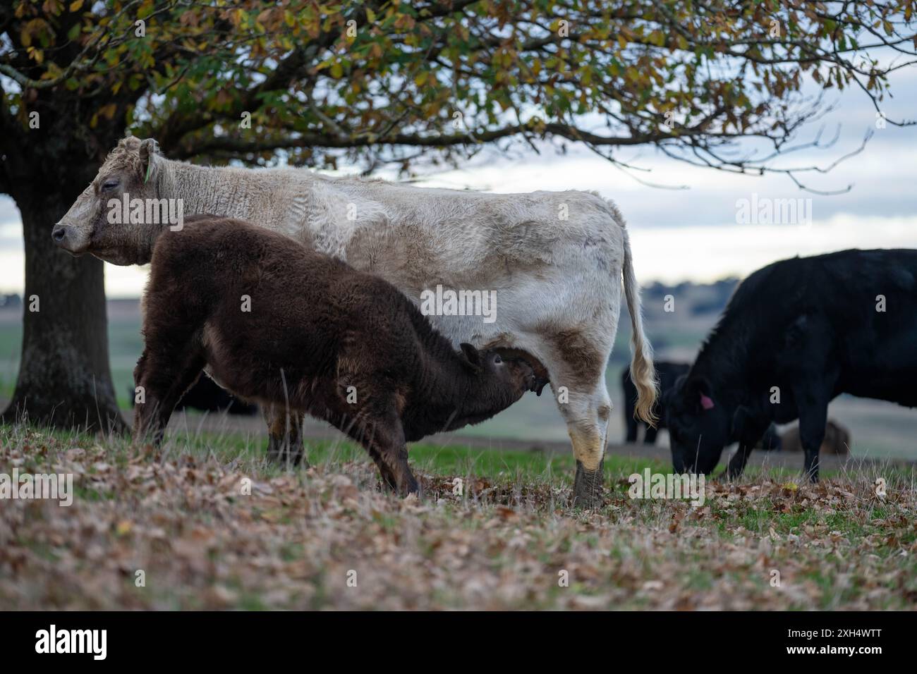 Allevamento sostenibile in Australia: Pratiche rigenerative per il pascolo del bestiame nei pascoli resistenti alla siccità in australia Foto Stock