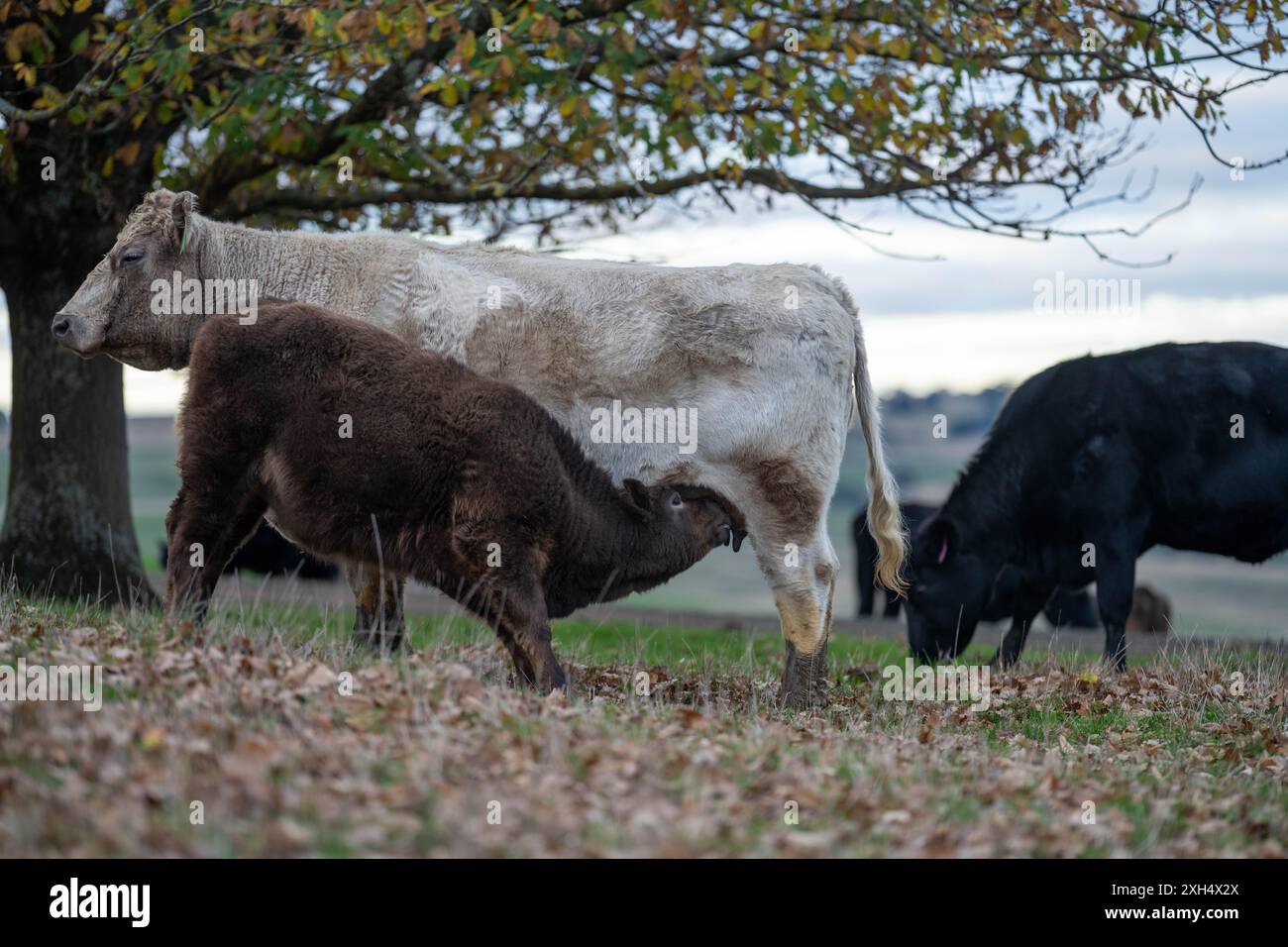 Pratiche agricole sostenibili: Migliorare gli ecosistemi, i mezzi di sussistenza e la resilienza attraverso approcci olistici e neutri dal carbonio Foto Stock