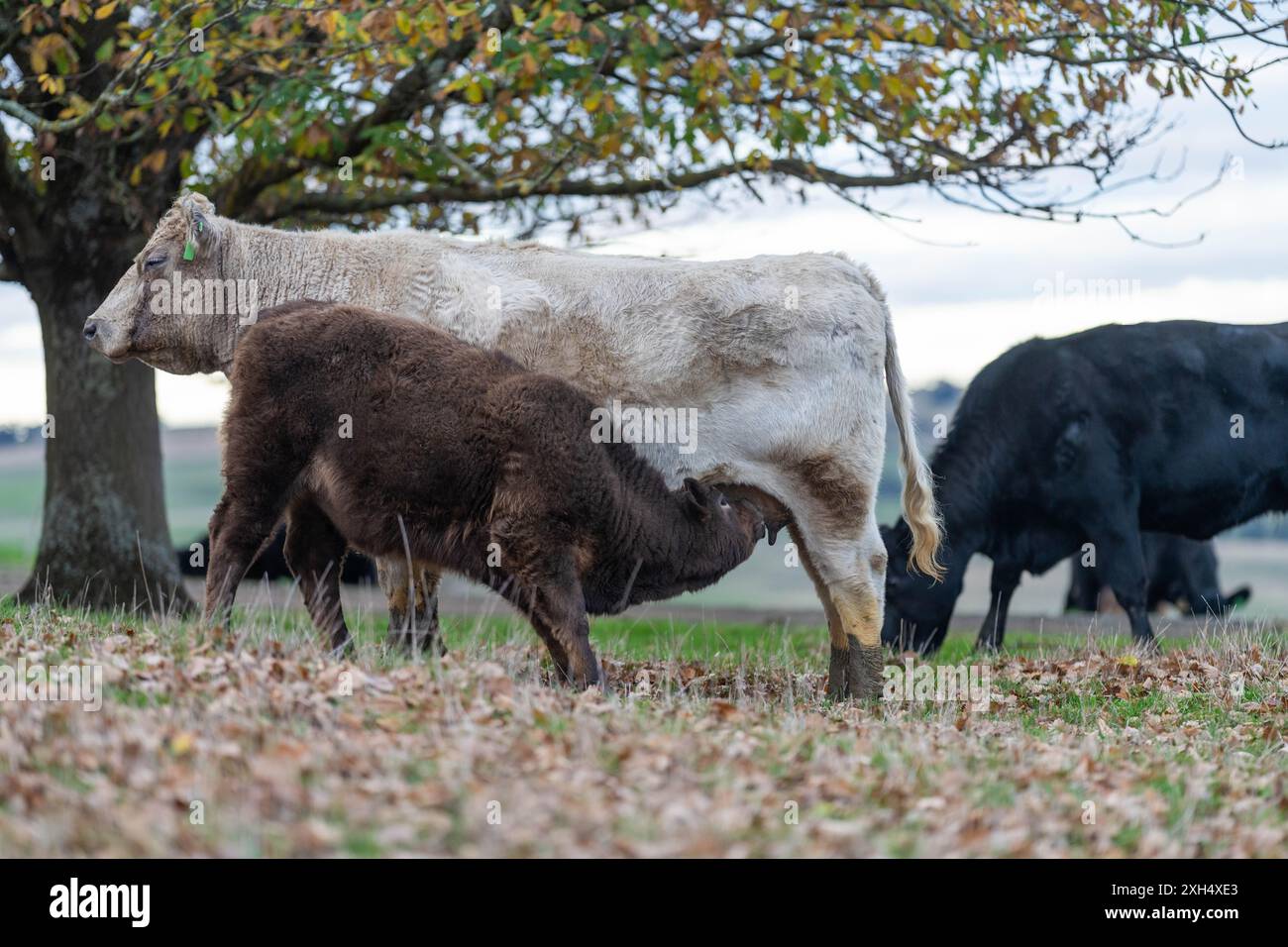 Pratiche agricole sostenibili: Migliorare gli ecosistemi, i mezzi di sussistenza e la resilienza attraverso approcci olistici e neutri dal carbonio Foto Stock