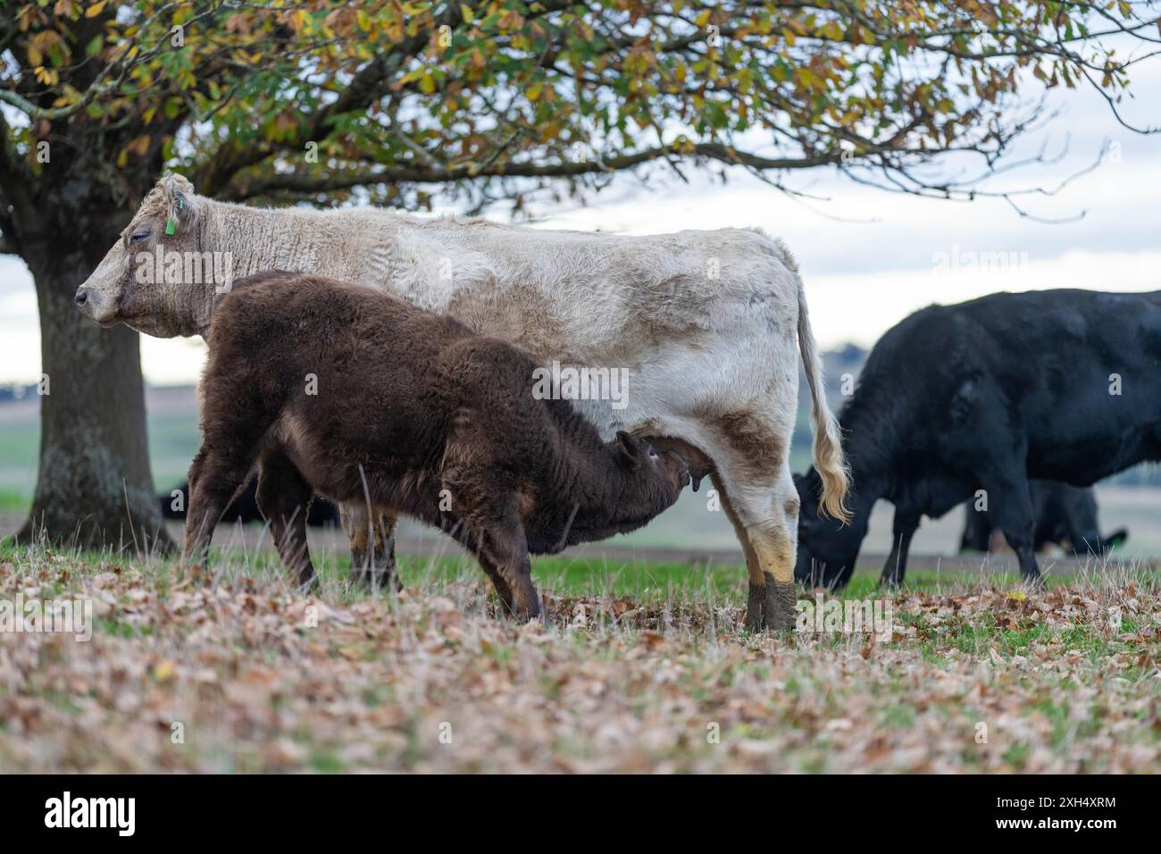 Allevamento sostenibile in Australia: Pratiche rigenerative per il pascolo del bestiame nei pascoli resistenti alla siccità in australia Foto Stock