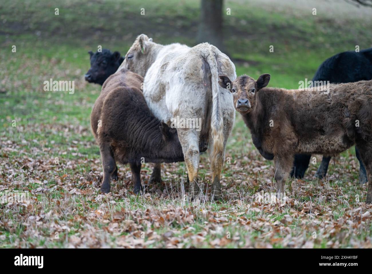 Pratiche agricole sostenibili: Migliorare gli ecosistemi, i mezzi di sussistenza e la resilienza attraverso approcci olistici e neutri dal carbonio Foto Stock