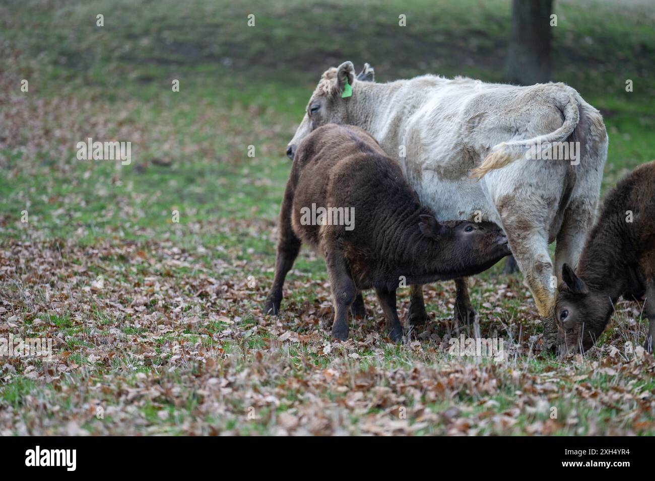 Pratiche agricole sostenibili: Migliorare gli ecosistemi, i mezzi di sussistenza e la resilienza attraverso approcci olistici e neutri dal carbonio Foto Stock