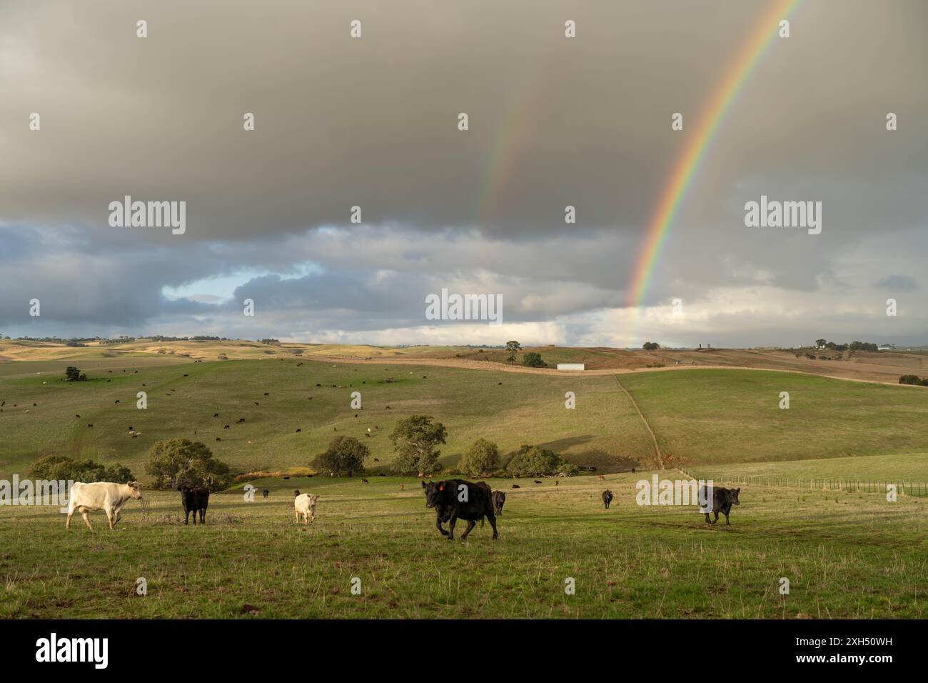 Allevamento sostenibile in Australia: Pratiche rigenerative per il pascolo del bestiame nei pascoli resistenti alla siccità in australia Foto Stock