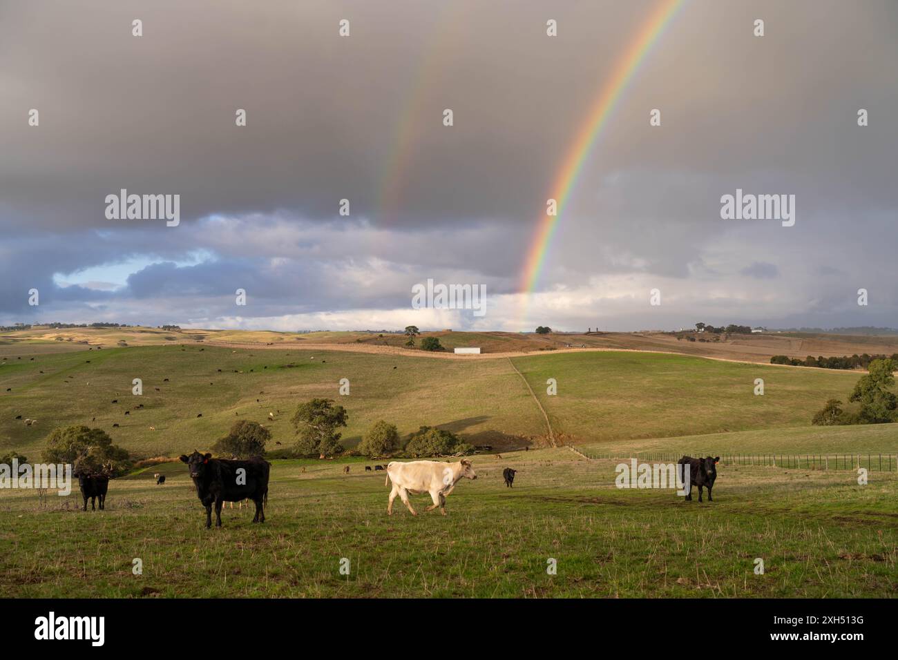 Allevamento sostenibile in Australia: Pratiche rigenerative per il pascolo del bestiame nei pascoli resistenti alla siccità in australia Foto Stock