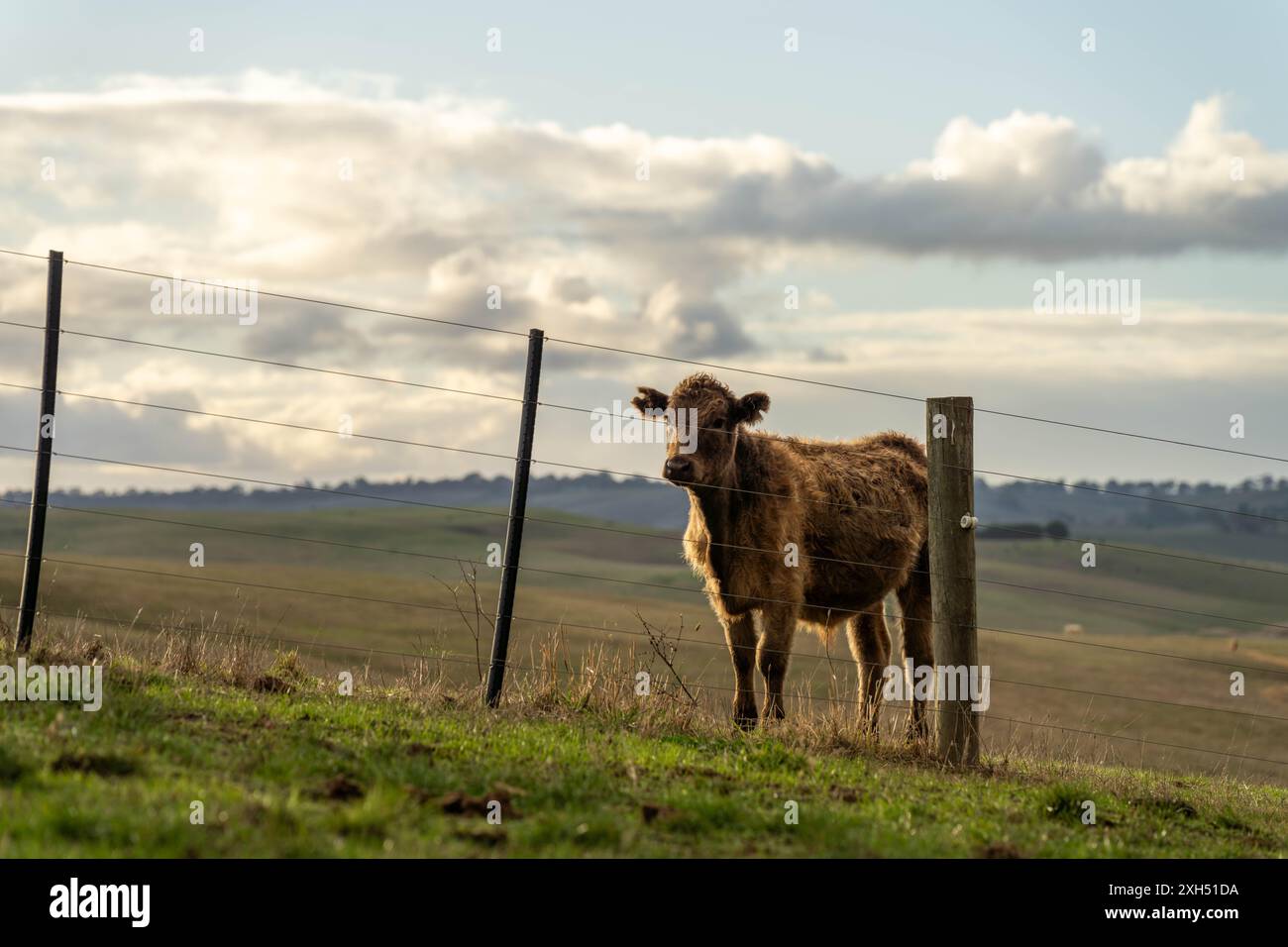 Allevamento sostenibile in Australia: Pratiche rigenerative per il pascolo del bestiame nei pascoli resistenti alla siccità in australia Foto Stock
