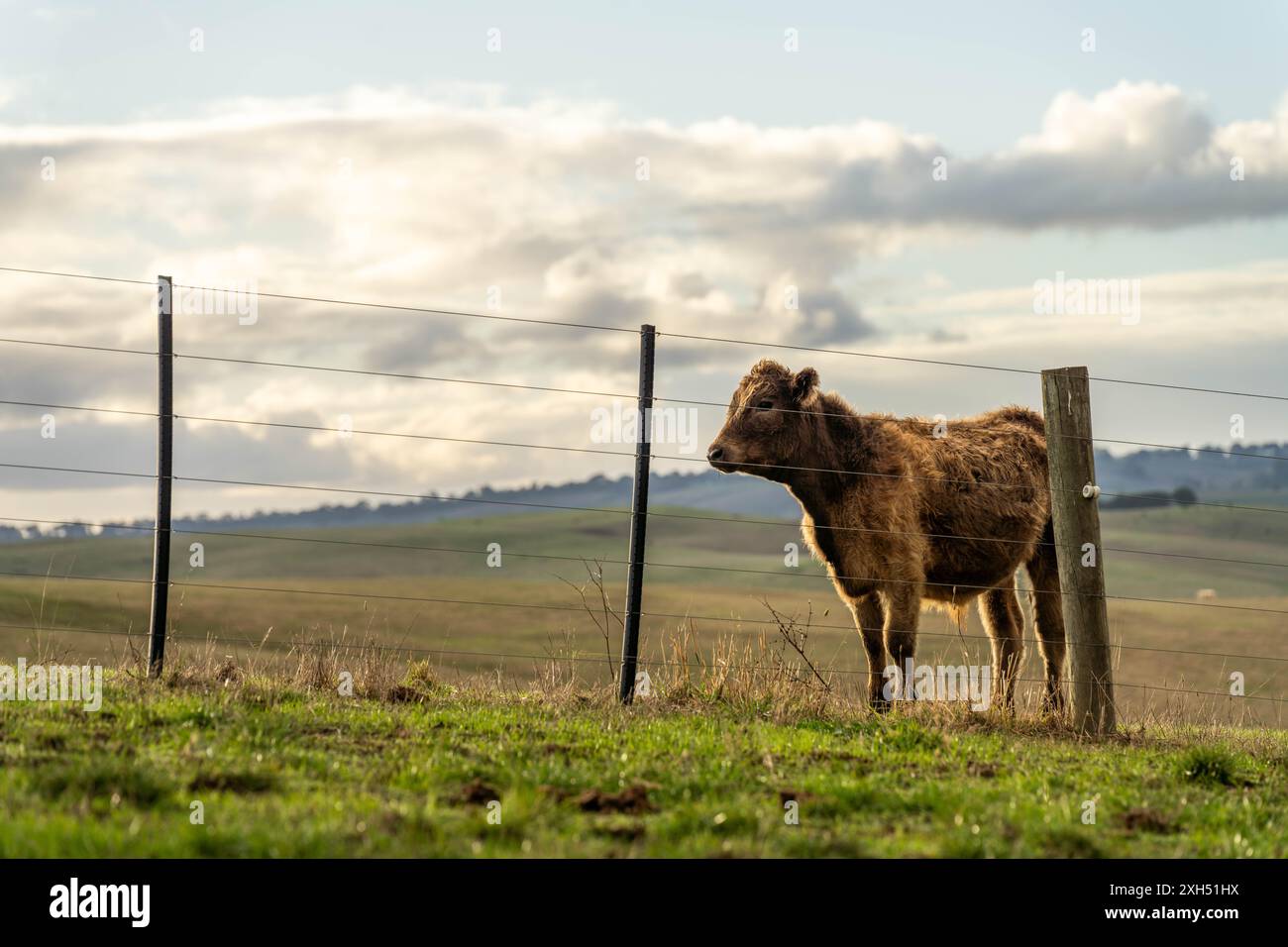 Pratiche agricole sostenibili: Migliorare gli ecosistemi, i mezzi di sussistenza e la resilienza attraverso approcci olistici e neutri dal carbonio Foto Stock