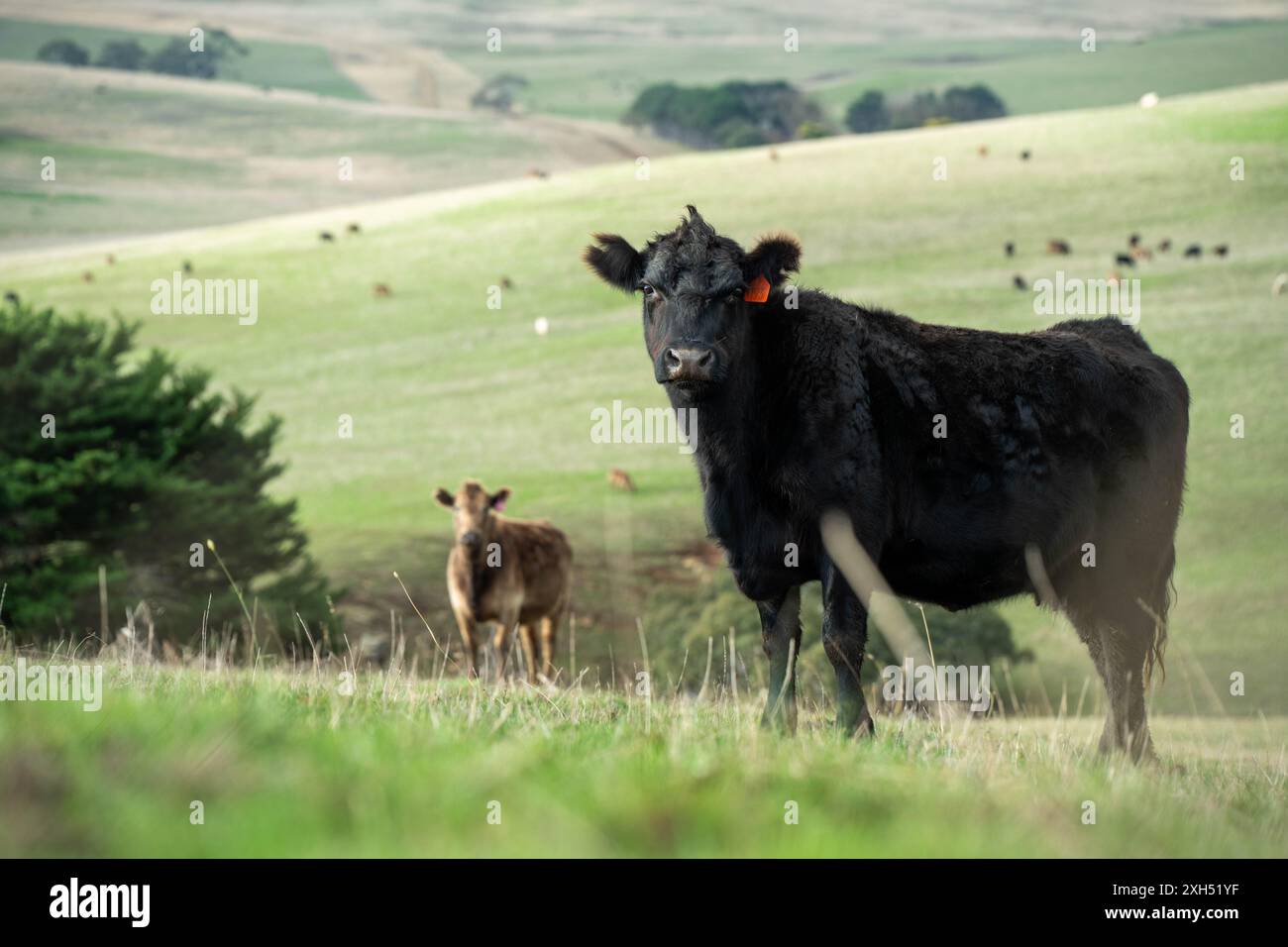 Allevamento sostenibile in Australia: Pratiche rigenerative per il pascolo del bestiame nei pascoli resistenti alla siccità in australia Foto Stock