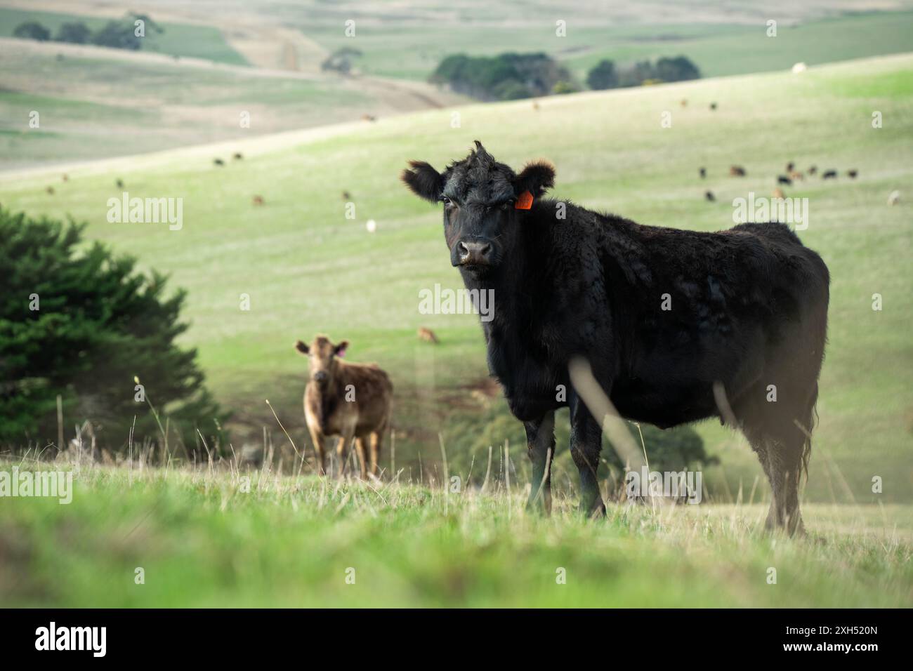 Pratiche agricole sostenibili: Migliorare gli ecosistemi, i mezzi di sussistenza e la resilienza attraverso approcci olistici e neutri dal carbonio Foto Stock