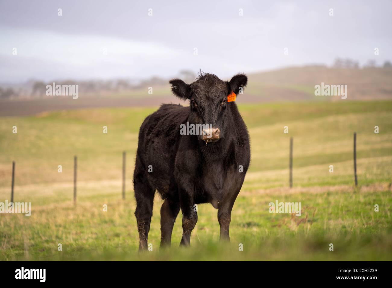 Allevamento sostenibile in Australia: Pratiche rigenerative per il pascolo del bestiame nei pascoli resistenti alla siccità in australia Foto Stock