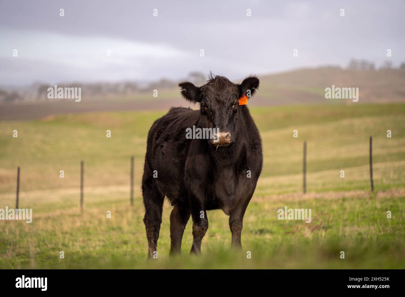 Pratiche agricole sostenibili: Migliorare gli ecosistemi, i mezzi di sussistenza e la resilienza attraverso approcci olistici e neutri dal carbonio Foto Stock