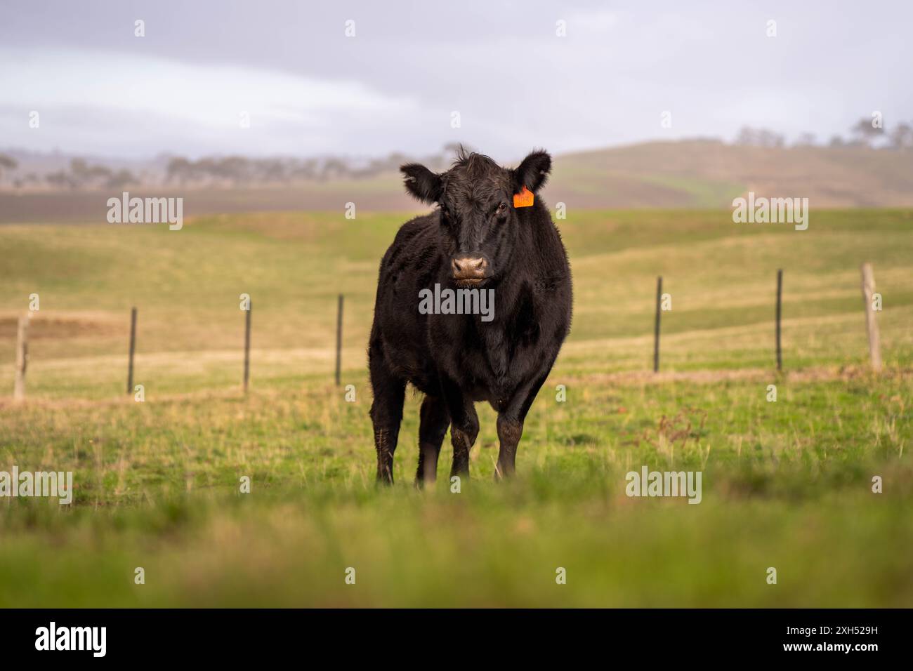 Pratiche agricole sostenibili: Migliorare gli ecosistemi, i mezzi di sussistenza e la resilienza attraverso approcci olistici e neutri dal carbonio Foto Stock