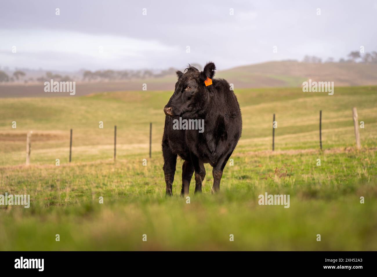 Allevamento sostenibile in Australia: Pratiche rigenerative per il pascolo del bestiame nei pascoli resistenti alla siccità in australia Foto Stock