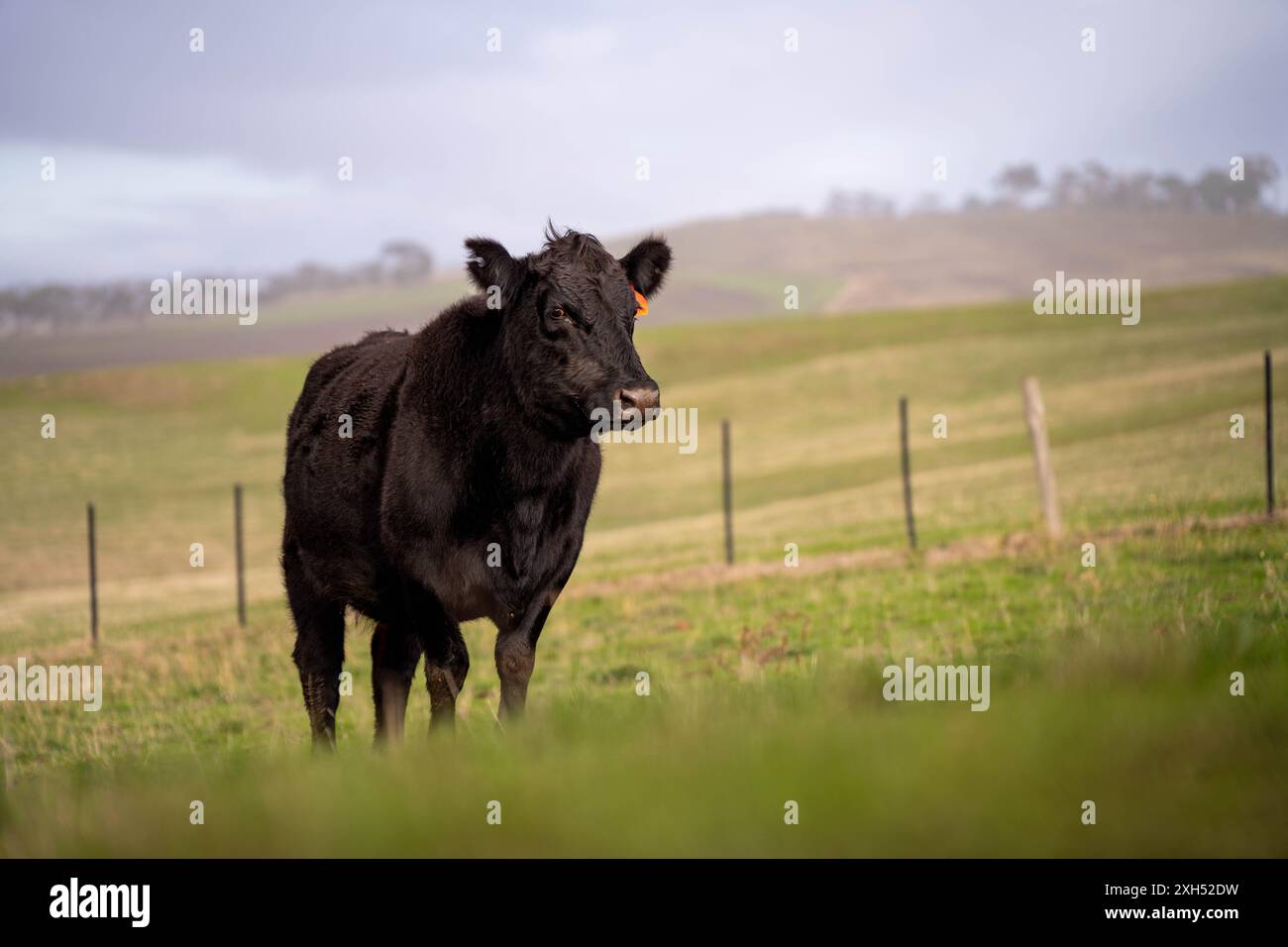 Allevamento sostenibile in Australia: Pratiche rigenerative per il pascolo del bestiame nei pascoli resistenti alla siccità in australia Foto Stock