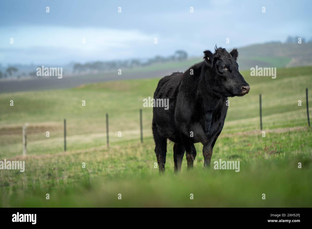 Pratiche agricole sostenibili: Migliorare gli ecosistemi, i mezzi di sussistenza e la resilienza attraverso approcci olistici e neutri dal carbonio Foto Stock