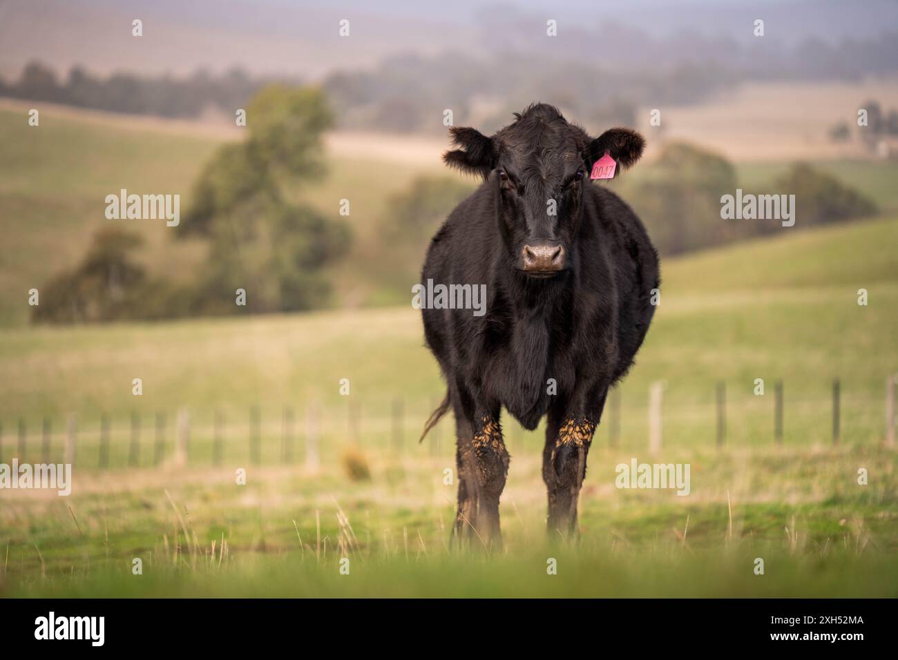 Allevamento sostenibile in Australia: Pratiche rigenerative per il pascolo del bestiame nei pascoli resistenti alla siccità in australia Foto Stock