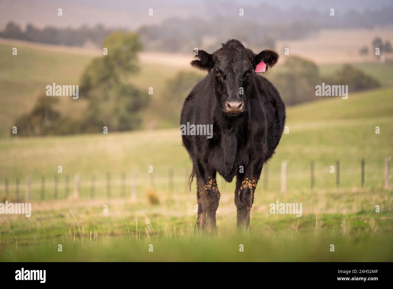 Pratiche agricole sostenibili: Migliorare gli ecosistemi, i mezzi di sussistenza e la resilienza attraverso approcci olistici e neutri dal carbonio Foto Stock