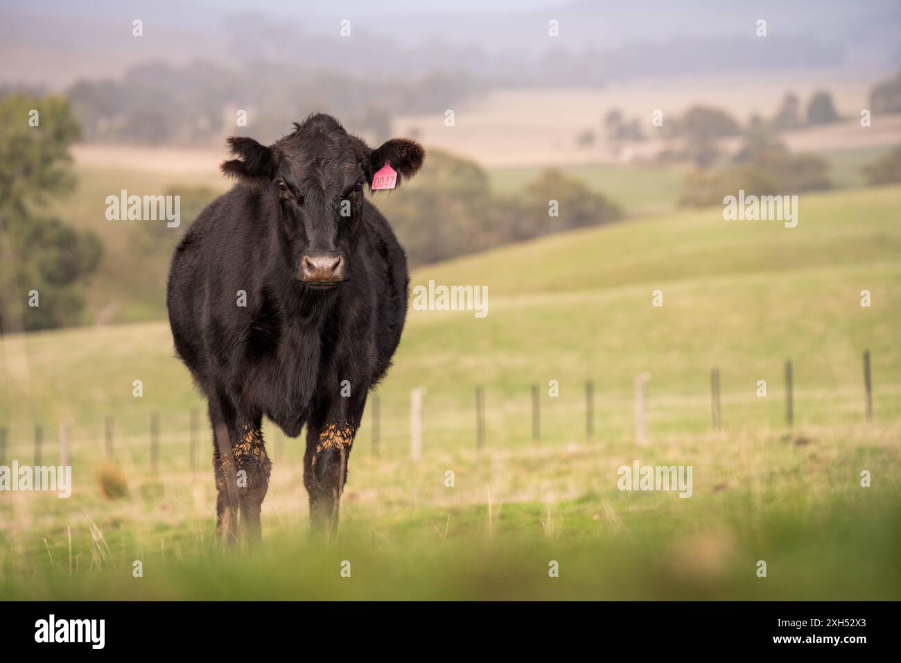 Allevamento sostenibile in Australia: Pratiche rigenerative per il pascolo del bestiame nei pascoli resistenti alla siccità in australia Foto Stock