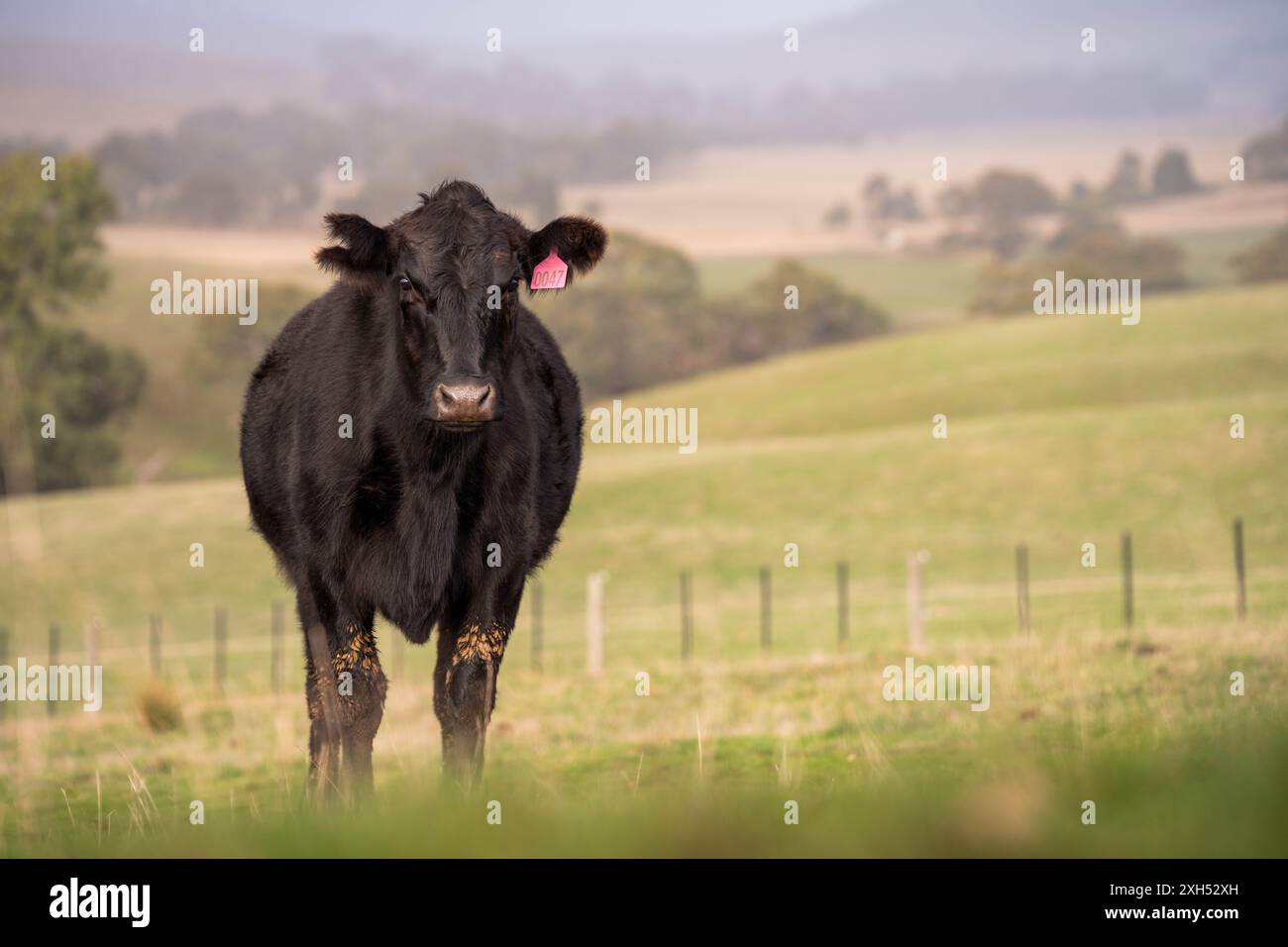 Pratiche agricole sostenibili: Migliorare gli ecosistemi, i mezzi di sussistenza e la resilienza attraverso approcci olistici e neutri dal carbonio Foto Stock