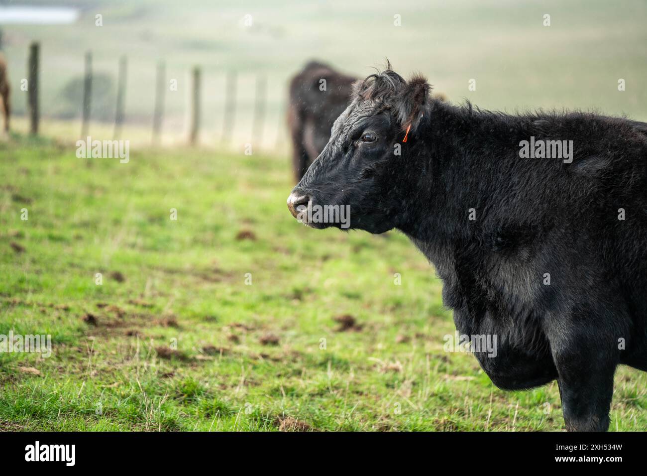 Allevamento sostenibile in Australia: Pratiche rigenerative per il pascolo del bestiame nei pascoli resistenti alla siccità in australia Foto Stock