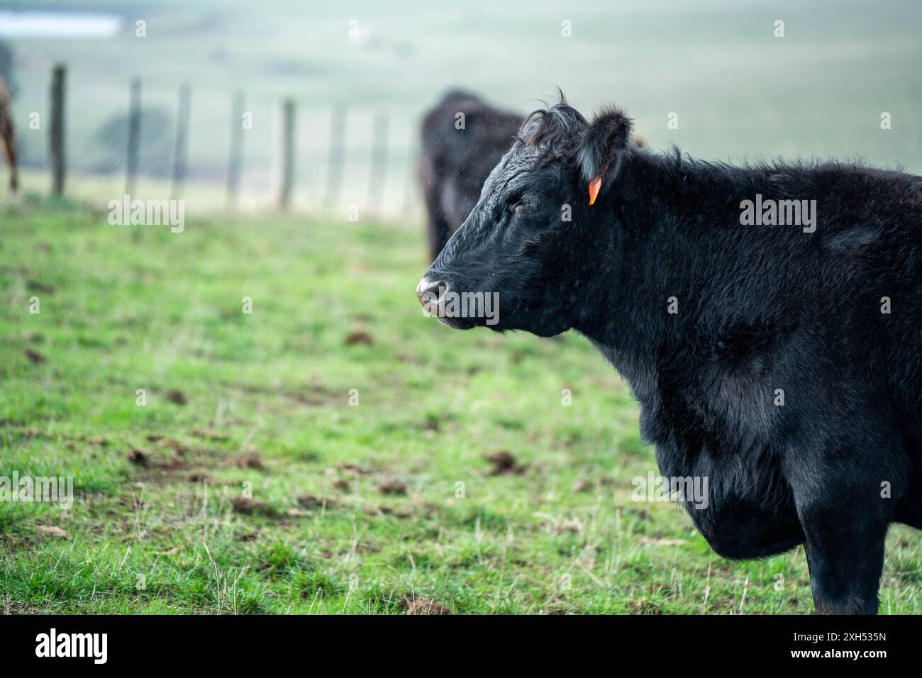Pratiche agricole sostenibili: Migliorare gli ecosistemi, i mezzi di sussistenza e la resilienza attraverso approcci olistici e neutri dal carbonio Foto Stock