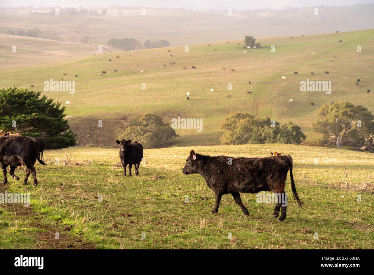 Pratiche agricole sostenibili: Migliorare gli ecosistemi, i mezzi di sussistenza e la resilienza attraverso approcci olistici e neutri dal carbonio Foto Stock
