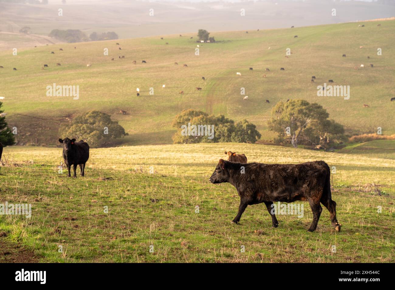 Allevamento sostenibile in Australia: Pratiche rigenerative per il pascolo del bestiame nei pascoli resistenti alla siccità in australia Foto Stock