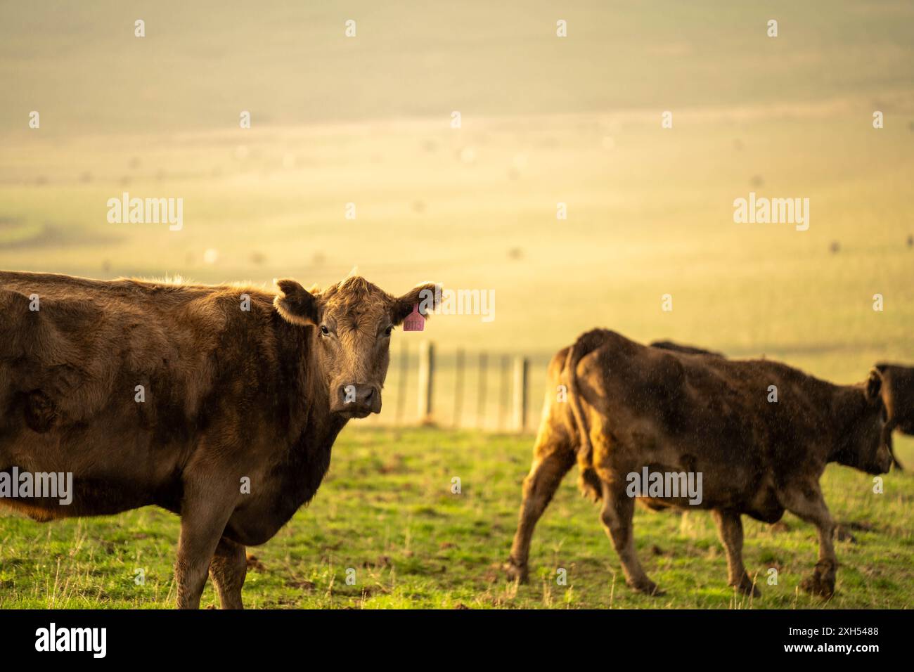 Allevamento sostenibile in Australia: Pratiche rigenerative per il pascolo del bestiame nei pascoli resistenti alla siccità in australia Foto Stock