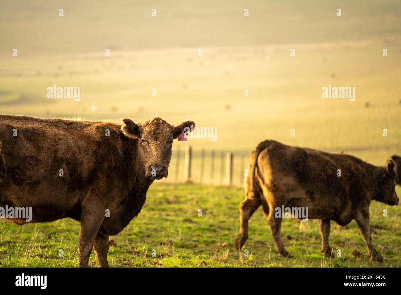 Pratiche agricole sostenibili: Migliorare gli ecosistemi, i mezzi di sussistenza e la resilienza attraverso approcci olistici e neutri dal carbonio Foto Stock