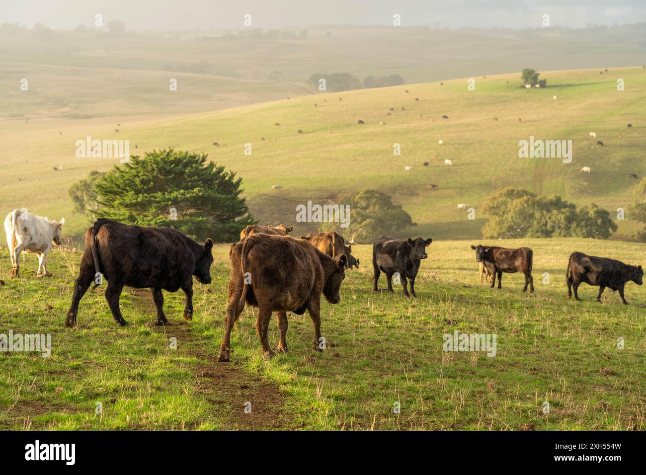 Pratiche agricole sostenibili: Migliorare gli ecosistemi, i mezzi di sussistenza e la resilienza attraverso approcci olistici e neutri dal carbonio Foto Stock