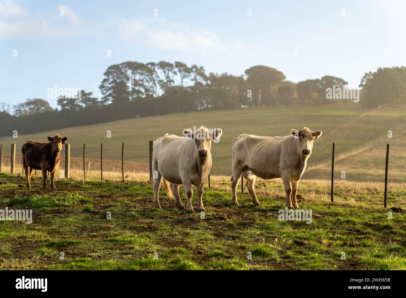 Allevamento sostenibile in Australia: Pratiche rigenerative per il pascolo del bestiame nei pascoli resistenti alla siccità in australia Foto Stock