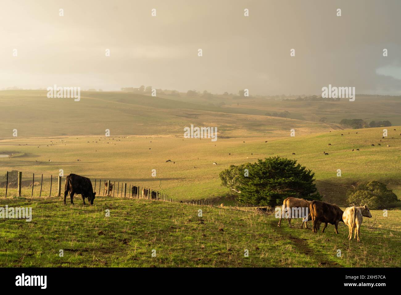 Pratiche agricole sostenibili: Migliorare gli ecosistemi, i mezzi di sussistenza e la resilienza attraverso approcci olistici e neutri dal carbonio Foto Stock