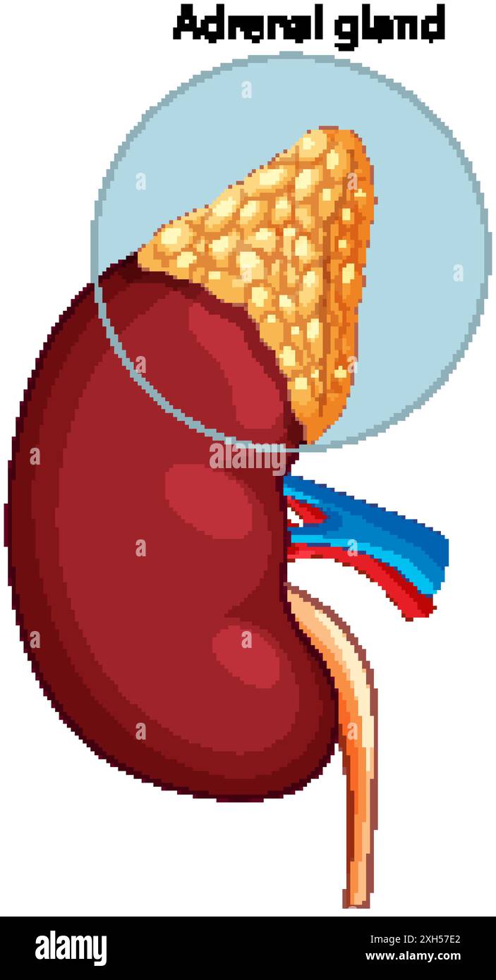 Illustrazione dettagliata di reni e ghiandole surrenali Illustrazione Vettoriale