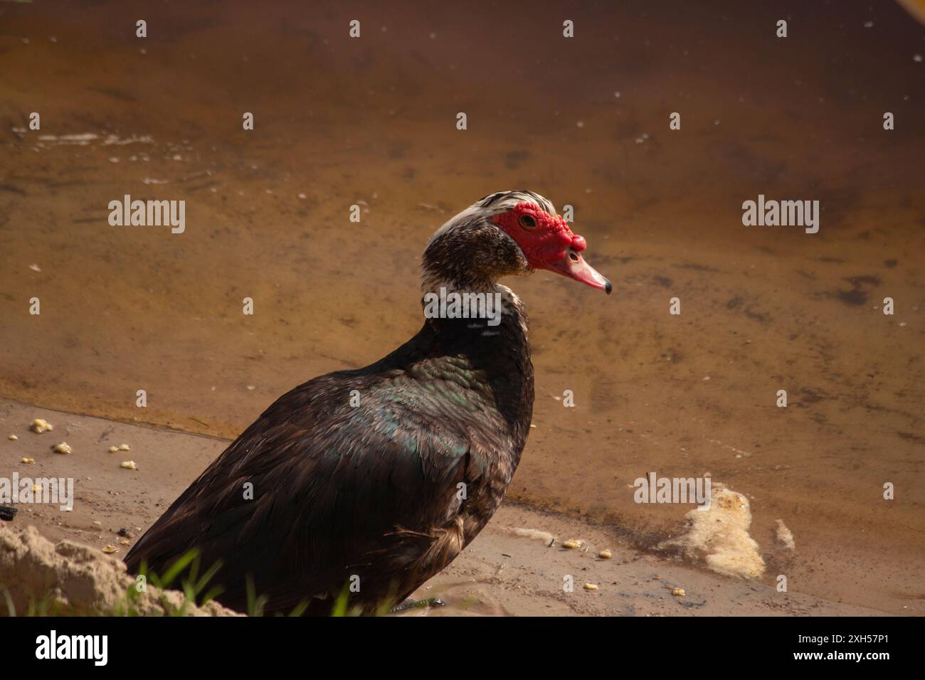 Anatra muschiata sulla riva del fiume Foto Stock