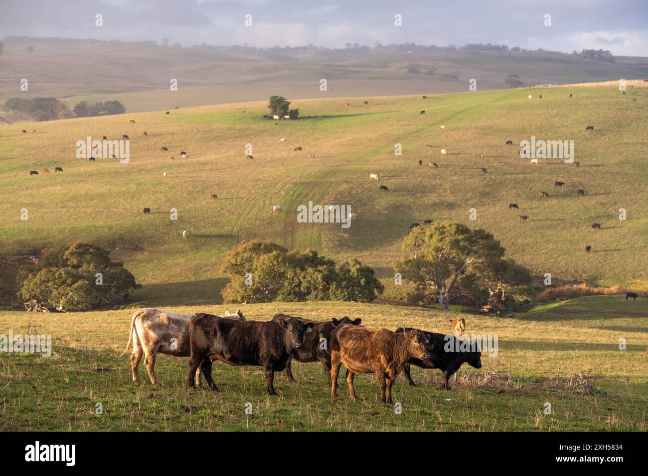 Pratiche agricole sostenibili: Migliorare gli ecosistemi, i mezzi di sussistenza e la resilienza attraverso approcci olistici e neutri dal carbonio Foto Stock