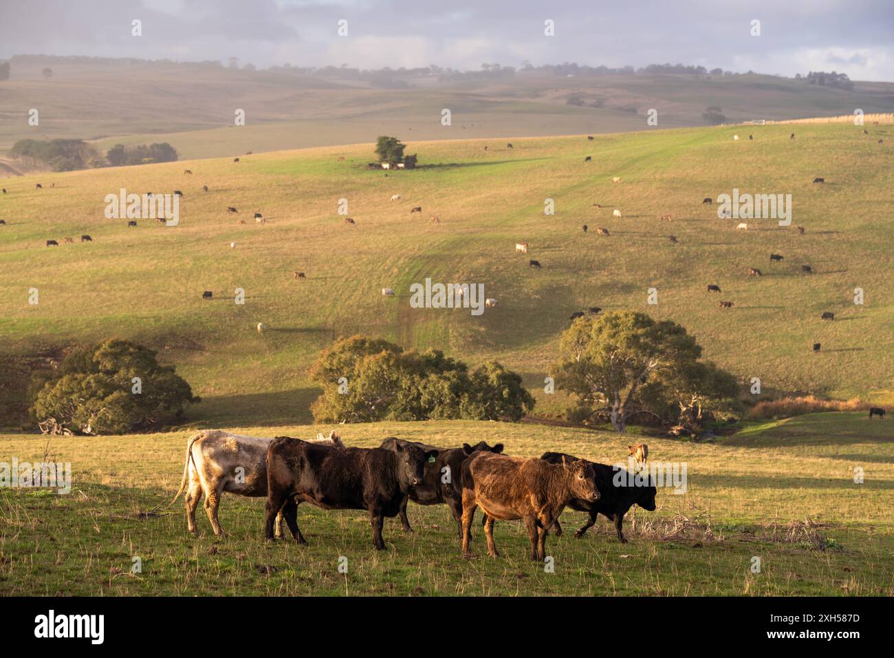 Allevamento sostenibile in Australia: Pratiche rigenerative per il pascolo del bestiame nei pascoli resistenti alla siccità in australia Foto Stock