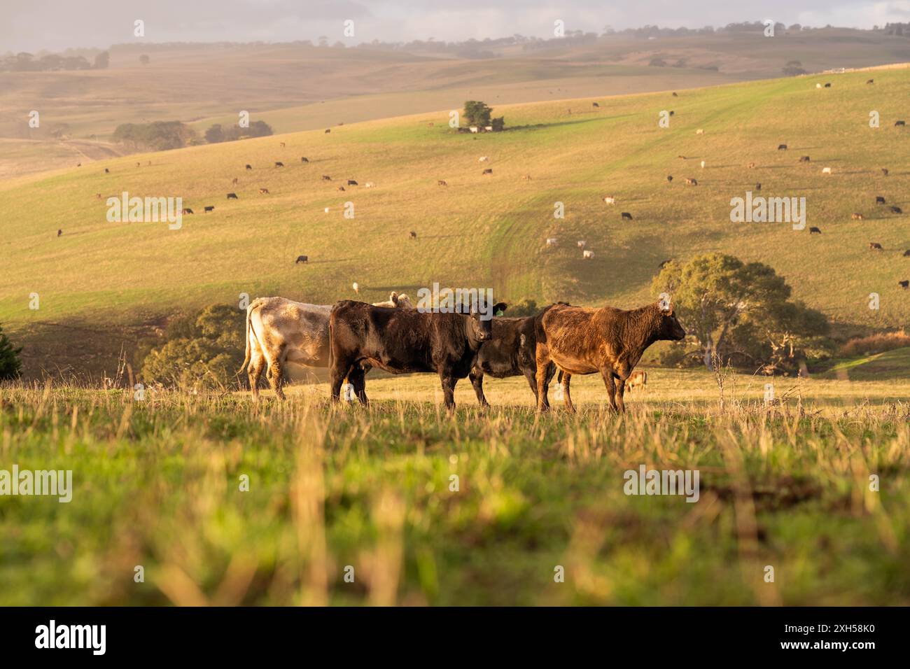 Pratiche agricole sostenibili: Migliorare gli ecosistemi, i mezzi di sussistenza e la resilienza attraverso approcci olistici e neutri dal carbonio Foto Stock