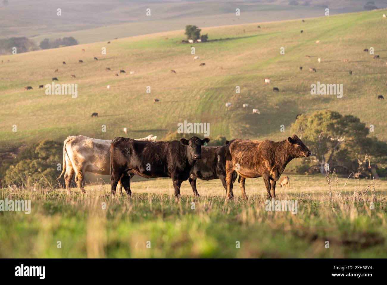 Allevamento sostenibile in Australia: Pratiche rigenerative per il pascolo del bestiame nei pascoli resistenti alla siccità in australia Foto Stock