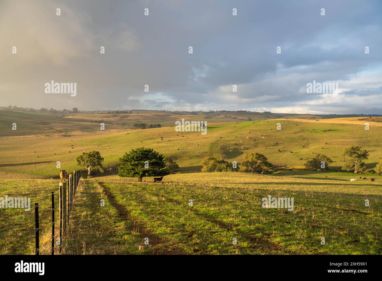 Allevamento sostenibile in Australia: Pratiche rigenerative per il pascolo del bestiame nei pascoli resistenti alla siccità in australia Foto Stock