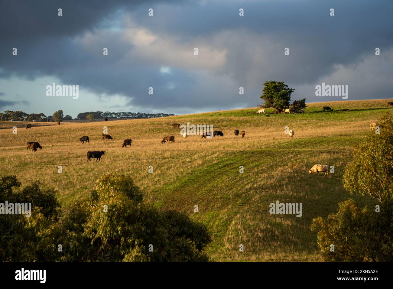 Allevamento sostenibile in Australia: Pratiche rigenerative per il pascolo del bestiame nei pascoli resistenti alla siccità in australia Foto Stock