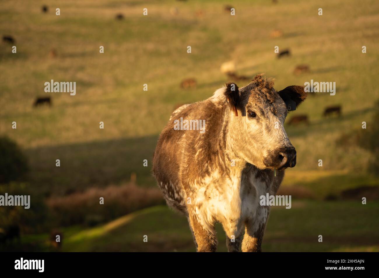 Pratiche agricole sostenibili: Migliorare gli ecosistemi, i mezzi di sussistenza e la resilienza attraverso approcci olistici e neutri dal carbonio Foto Stock
