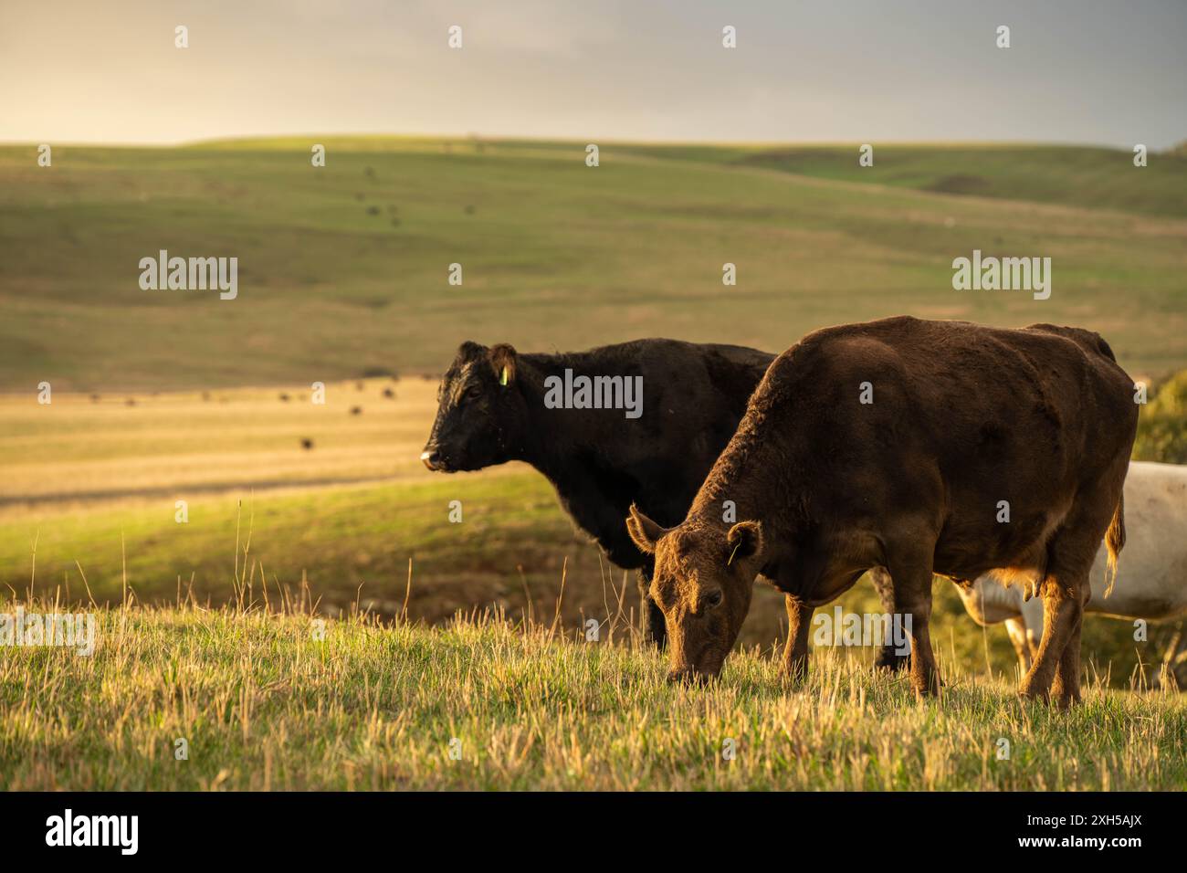Allevamento sostenibile in Australia: Pratiche rigenerative per il pascolo del bestiame nei pascoli resistenti alla siccità in australia Foto Stock